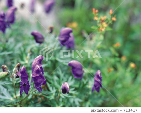 附子 附子 713417