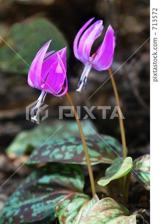 被柔和的陽光所包圍···4 713572