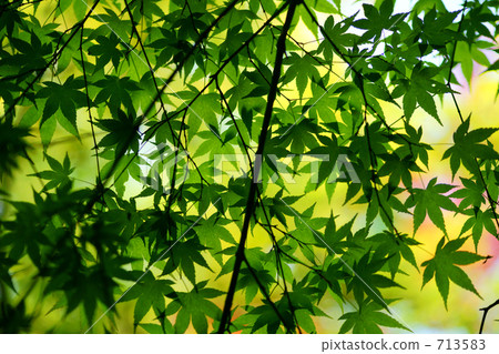 Haru Momiji / Maple 5 713583