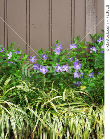 Tsurunichinosuke悄然綻放在牆上 713618