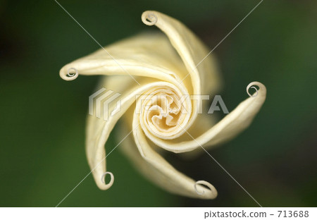 Datura metel 713688