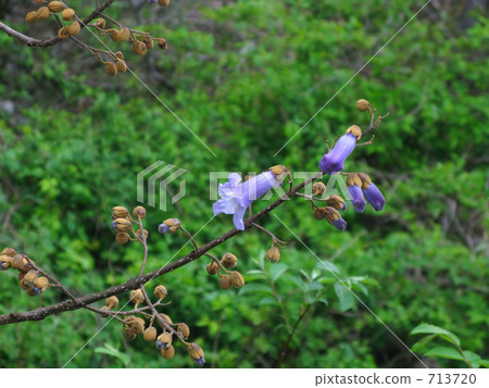 Tung flowers that began to bloom 713720