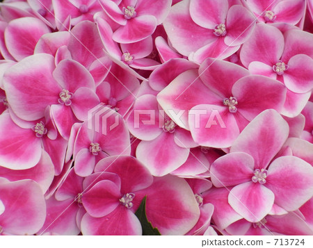 粉紅色的繡球花 713724