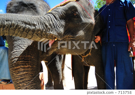 Elephant and elephant use 713758