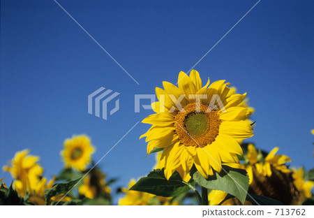 sunflower, sunflowers, field of sunflowers 713762