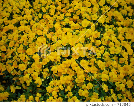 Yellow pansy 713846