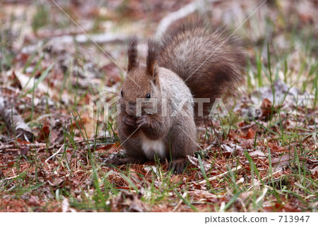 Ezorisu Ezorisu 713947