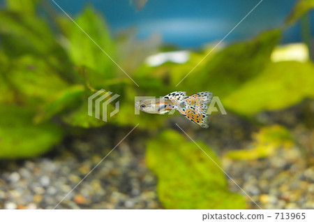 熱帶魚孔雀魚，紅色玻璃水族館 713965