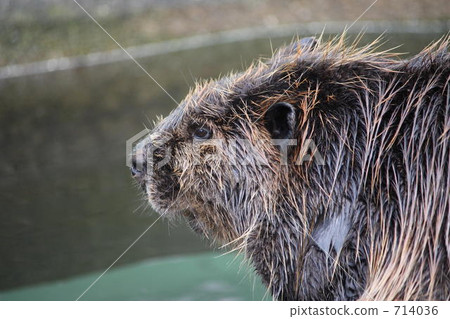 American Beaver 714036