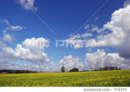油菜花田 富良野 美瑛町 714354