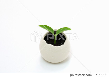 雙葉和蛋莢 雙葉和蛋莢 714357