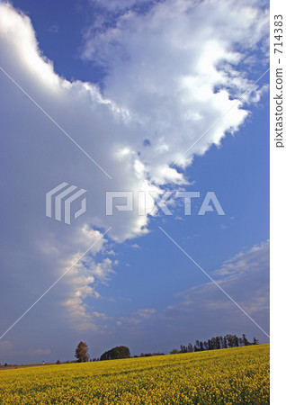 山丘 油菜花田 田園 714383
