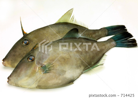 Fish (omazura) 714425