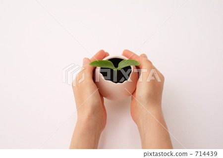 一個女人的手保護一個蛋形鍋的萌芽 714439