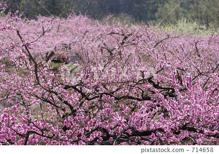 盛開的桃田 714658