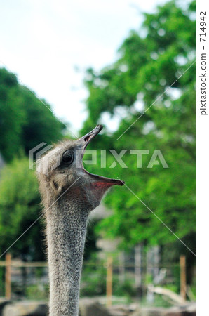 Yawning ostrich 714942