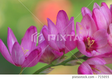 ixia, bloom, blossom 715055