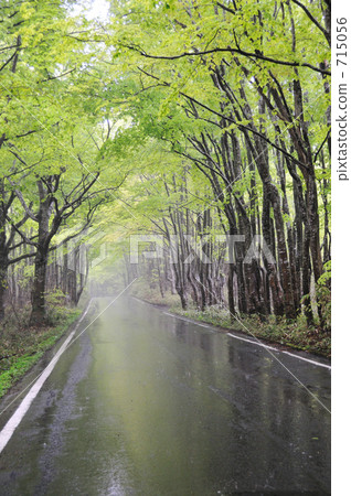 道路 日本山毛櫸 道 715056