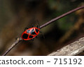 Beni tsutsugamushi 715192