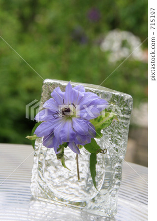 Clematis Etoile de Paris 715197