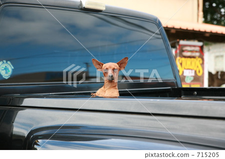 迷你杜賓犬 迷你杜賓犬 715205
