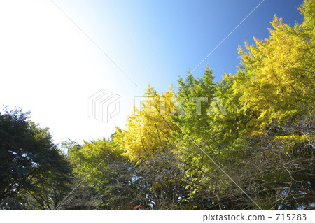 銀杏的黃葉 銀杏的黃葉 715283