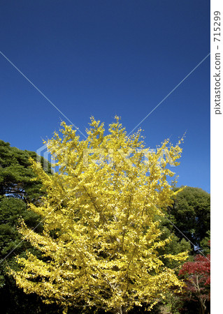 Gingko's yellow leaves 715299