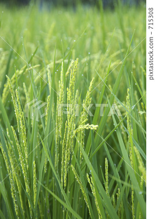 Rice flowers Rice flowers 715308