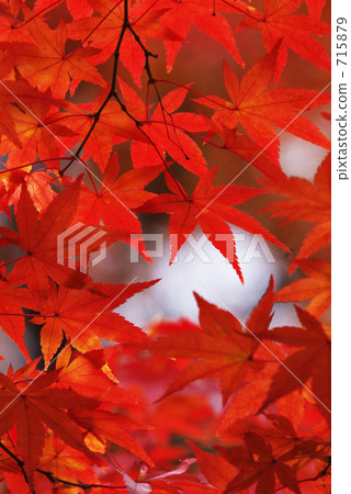 楓樹 紅楓 楓葉 715879
