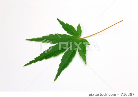 Momiji leaves Momiji leaves 716387