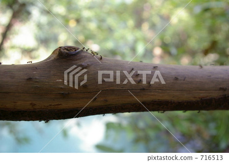 Ali on branches Ali on branches 716513