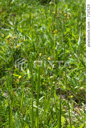 我的Numata Rice·春天Onita Birako（菊科） 716529