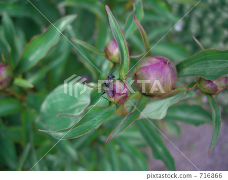 Sweet fragrance flower bud 716866