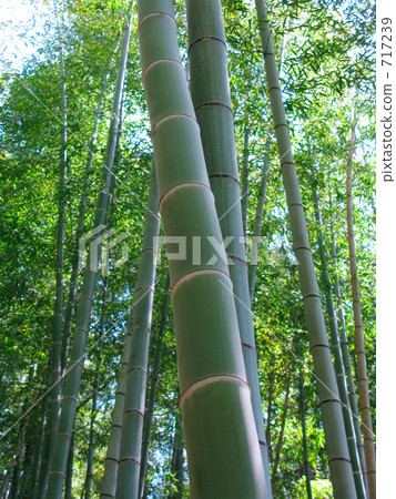 竹林安靜 717239