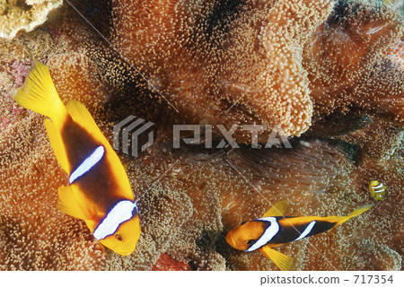 小丑魚 小魚 熱帶魚 717354
