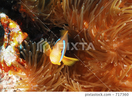 小丑魚 小魚 熱帶魚 717360