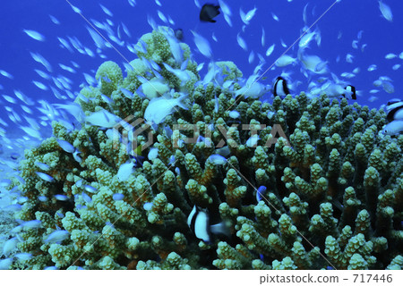 Small fish, damselfish, blue green damselfish 717446