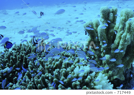 小魚 小熱帶魚 藍綠色小熱帶魚 717449