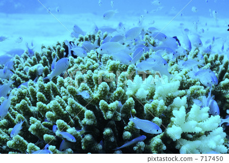 小魚 珊瑚 海洋學家 717450