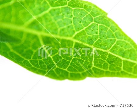 Close-up of young leaves 717530