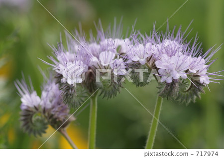 昂熱後 昂熱後 717974