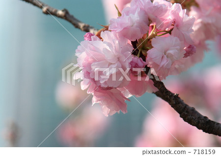 Satzakura“Sekiyama” Satzakura“Sekiyama” 718159