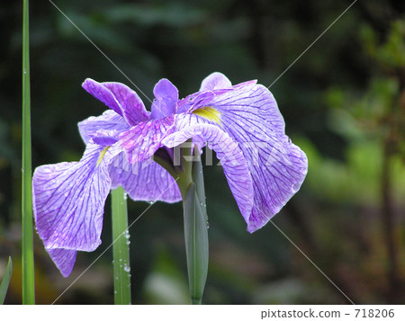 尊嚴 尊嚴 718206