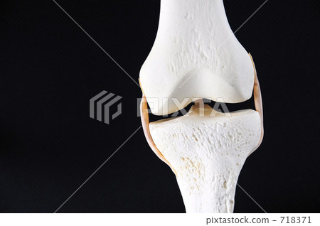 骨模型(膝蓋部分) 骨模型(膝蓋部分) 718371