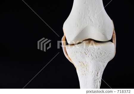 Bone model (knee part) Bone model (knee part) 718372