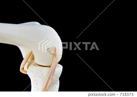 Bone model (knee part) 718373