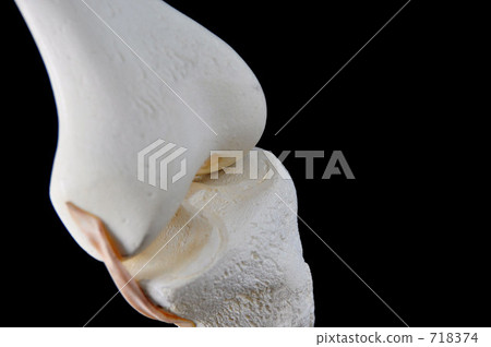 Bone model (knee part) 718374