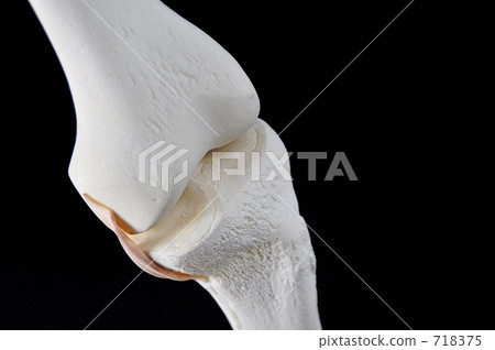 Bone model (knee part) 718375