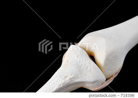Bone model (knee part) 718386