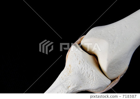 Bone model (knee part) 718387